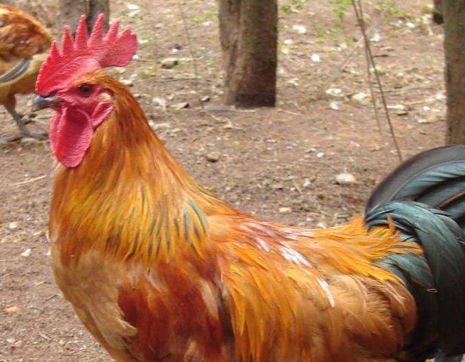 2022年1月19日817鸡苗和毛鸡价格早报