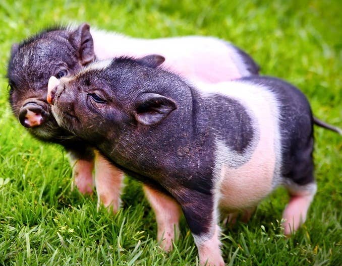 生猪价格逐步回暖，短期或震荡偏强