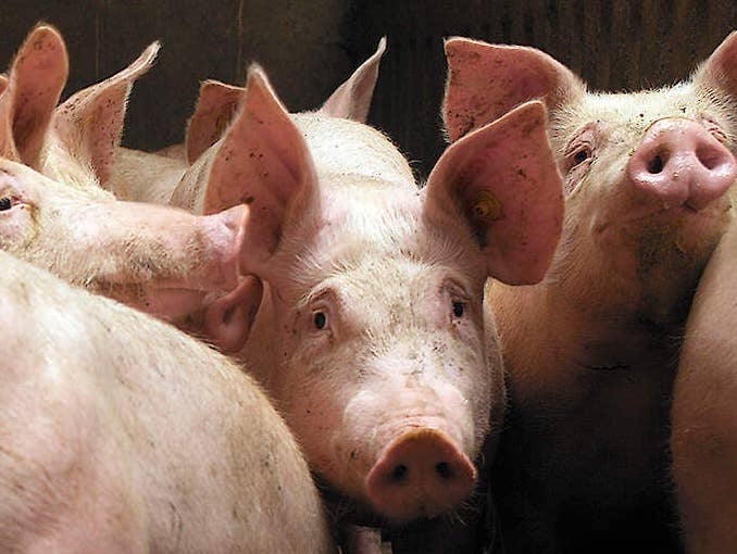 如何让育肥猪只快速增长？