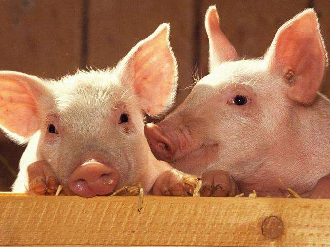 2022年3月8日全国部分地区生猪及仔猪价格