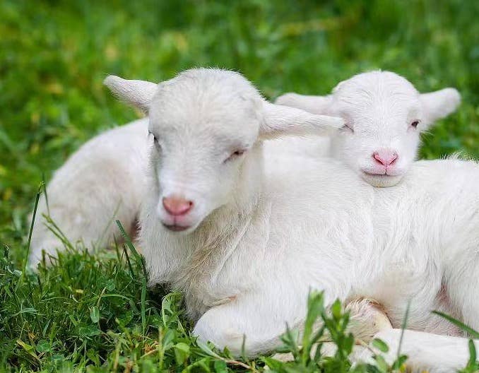 秋季养羊需要注意哪些疾病？