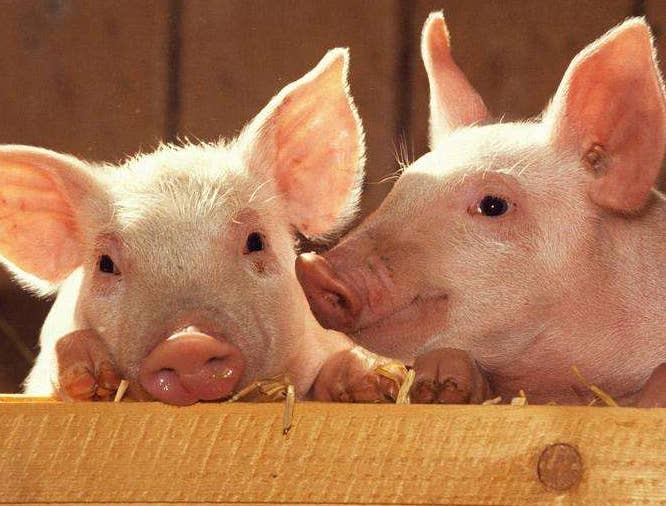 2022年3月16日全国部分地区生猪及仔猪价格