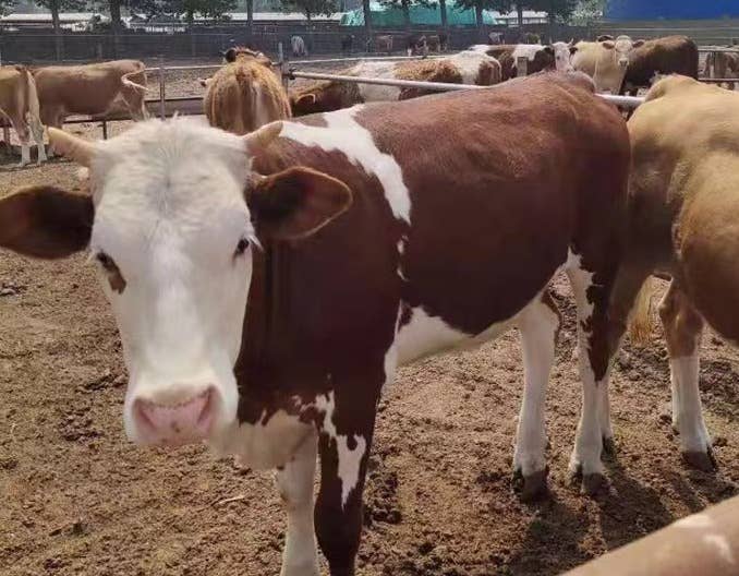 【养肉牛必看】养殖不是单纯的降低饲料成本 ，而是降低养殖成本 ，这才是真正的会养牛 ！