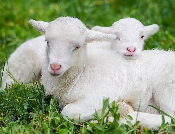 【养羊必看】生产母羊该怎么挑选？