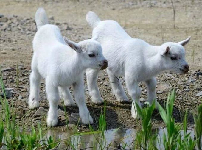 季节变化羊感冒怎么治疗