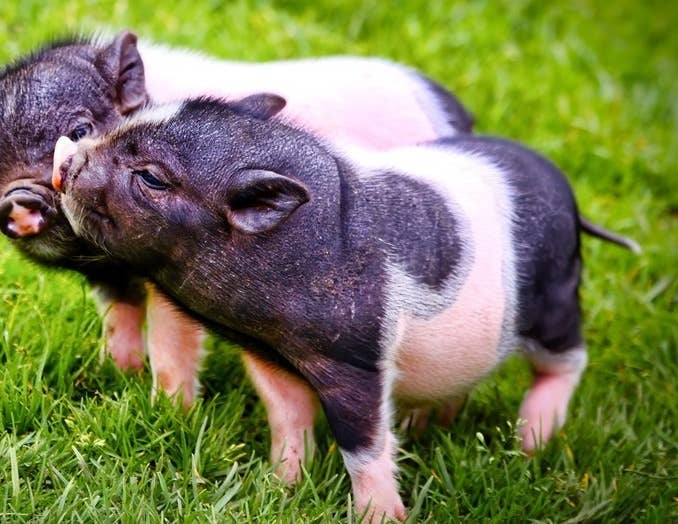 农产品 | 政策端情绪缓和 短期油脂震荡略强