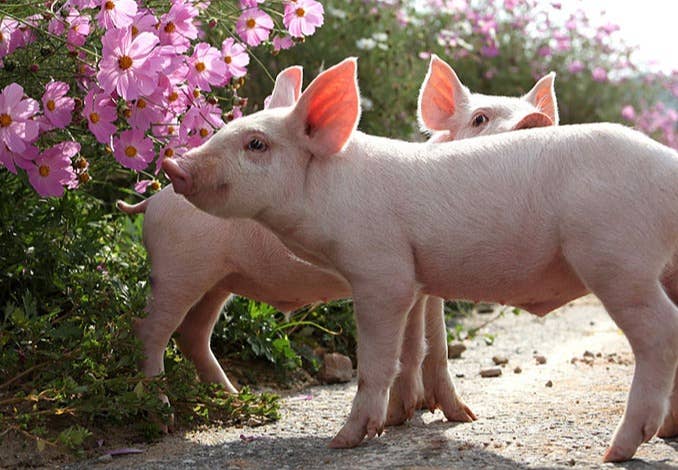 3000多头猪死亡事件惊动农业部！已转河南农业主管部门调查