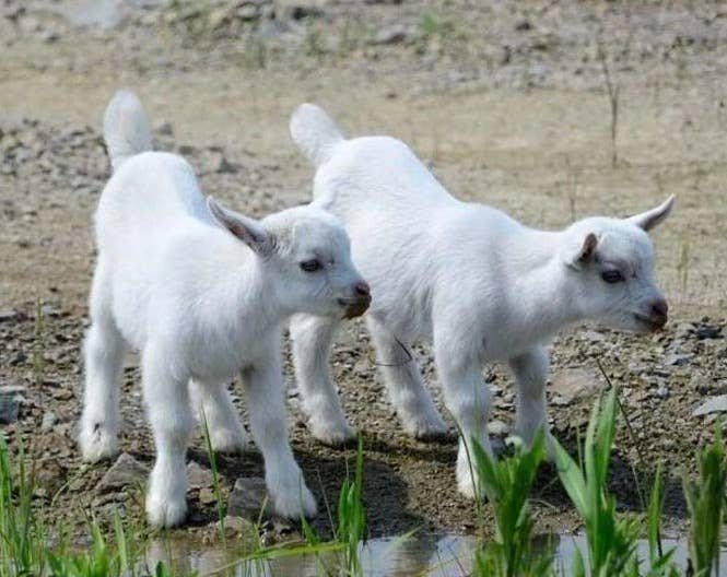 母羊科学技术养殖，一年两胎、两年三胎、一胎双羔！