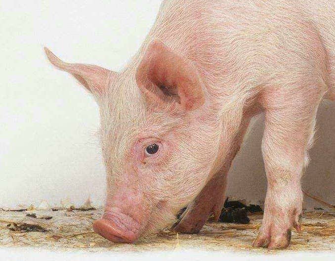 母猪临产前的变化