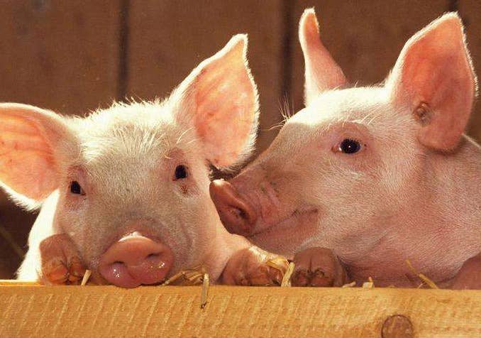 2022年6月8日全国部分地区生猪及仔猪价格