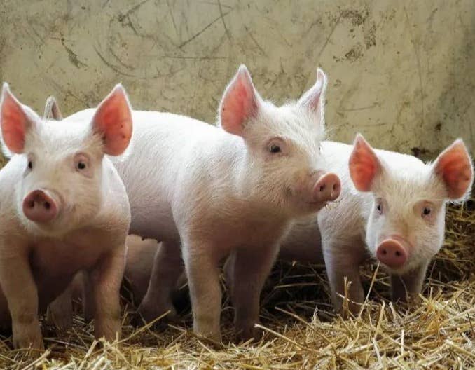 猪价持续磨底何时结束？本轮猪周期已接近尾声？