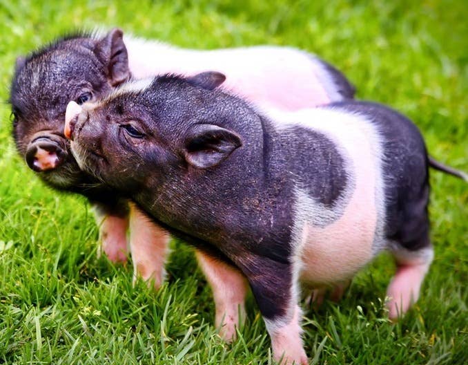 2月14日猪价上涨&ldquo;新高度&rdquo;！收储预期增强，养殖户的春天来了？