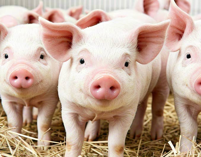 猪价&ldquo;大跳水&rdquo;！市场风云突变