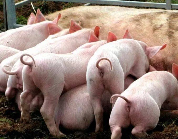 涨！猪价、猪肉股全线飘红，3家猪企股票涨停，25省猪价齐涨