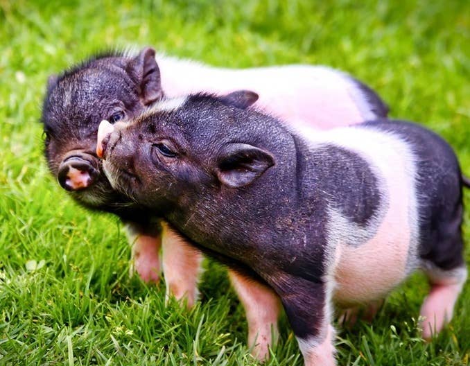 2025年猪价，最高点是多少？权威预测来了！