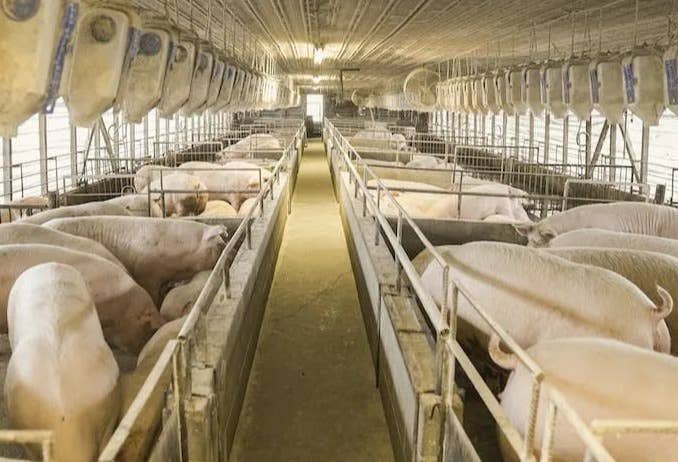 猪价重回7元区间，饲料下跌带动成本下降！分析师：猪价未来长期会围绕着成本线震荡