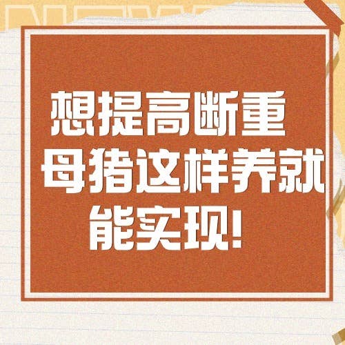 想提高断奶重 母猪这样养就能实现！