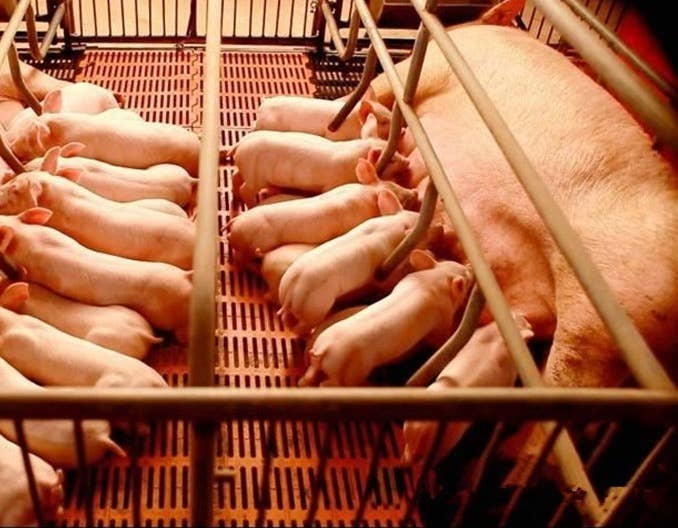 机构解读：生猪价格跌后反弹  细数近期阶段性利好