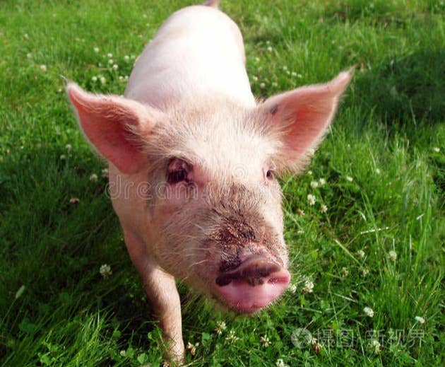 2025年仔猪价格大预测：3-4月份小猪价格会破新高吗？