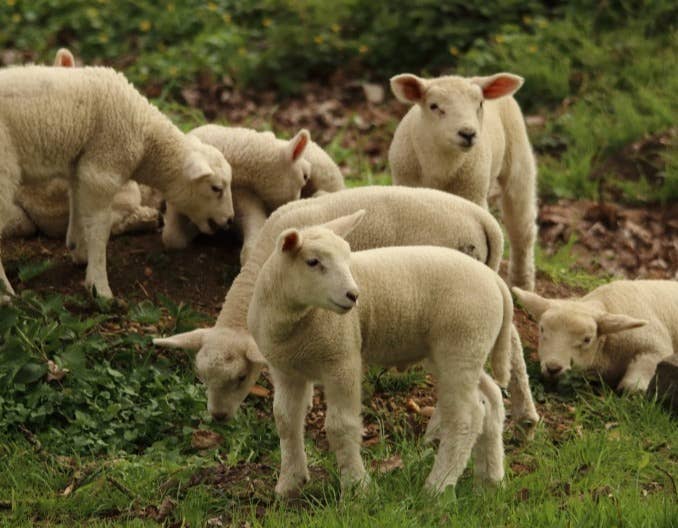 都说羊群感染布病很难缠，养羊人如何应对！
