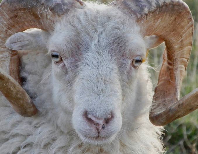 如何解决圈养羊易发病，疾病发展快的难题！