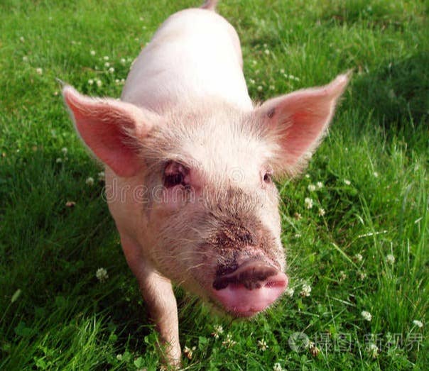 11月20日猪价： 猪价上涨&ldquo;卷土重来&rdquo;，市场迎来新一波行情？