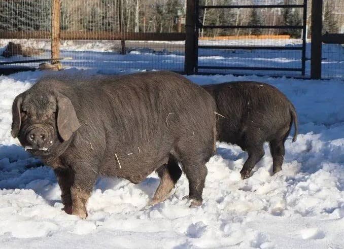 近代中国仅允许了三次梅山猪出口，这是​最后一次也是出口规模最大的一次