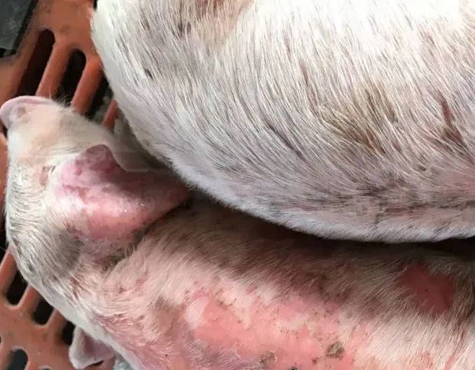 猪渗出性皮炎的防治