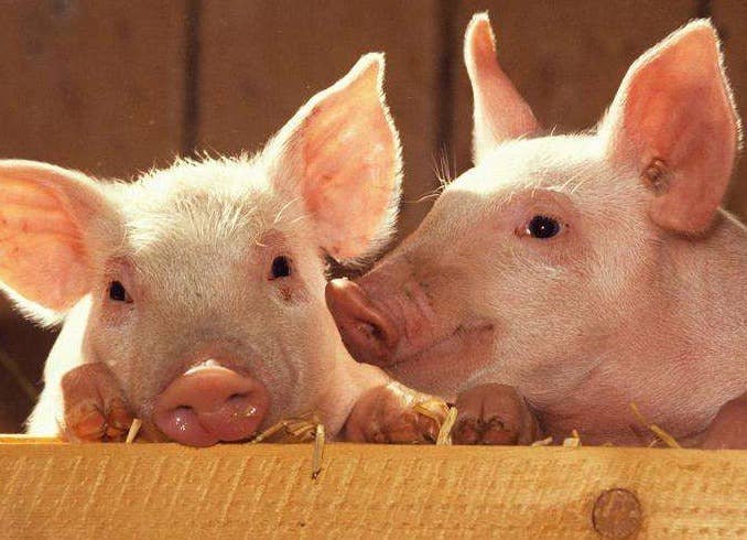 如何让母猪实现多产优生呢?母猪多产优生的管理要点在这里
