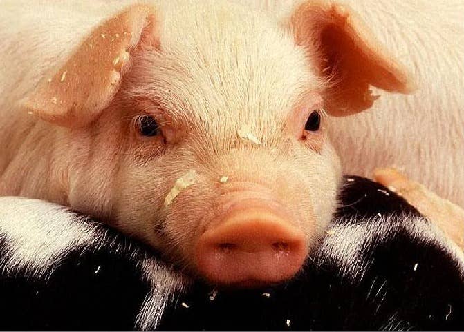 生殖激素的不合理应用举例