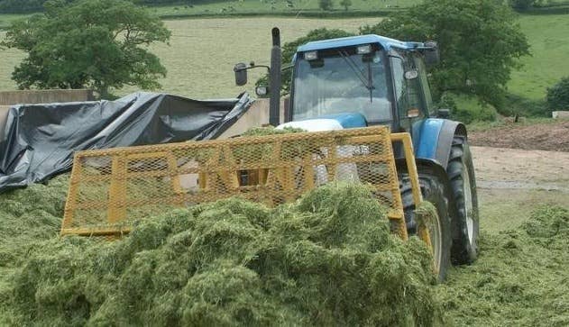 一般饲料青贮有哪些方法？青饲料青贮技术，养殖牛羊必会的技能