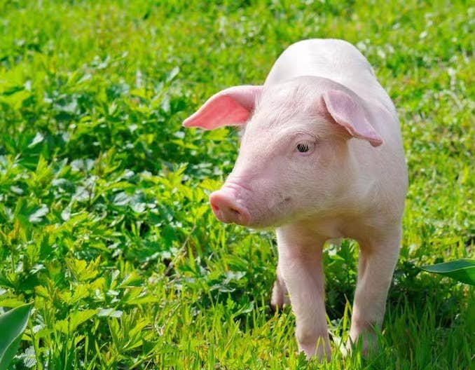 冬季仔猪断奶注意事项（二）