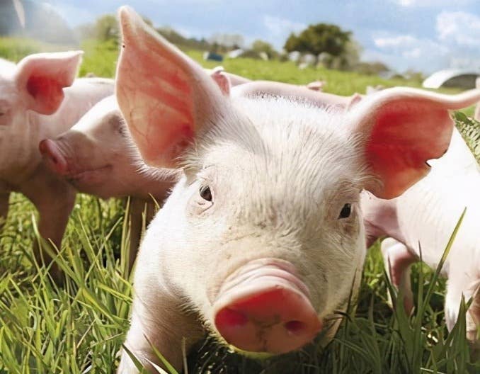 四季度猪价或高位下滑？养户普遍看涨，可能会出现这三种情形&hellip;&hellip;