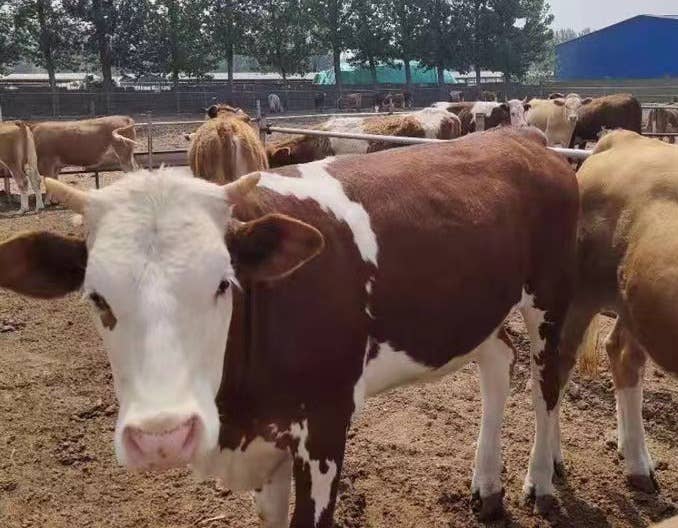 肉牛育肥过渡期进圈前准备