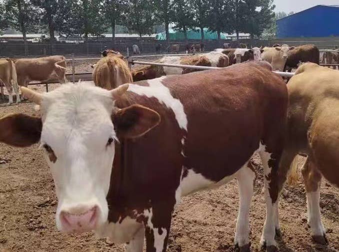 肉牛育肥过渡期驱虫健胃