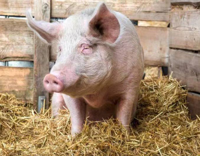 秋季常见的9大猪病及其防控策略，建议收藏！