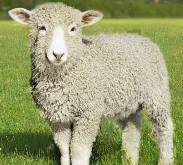 &zwnj;小反刍兽疫的预防措施