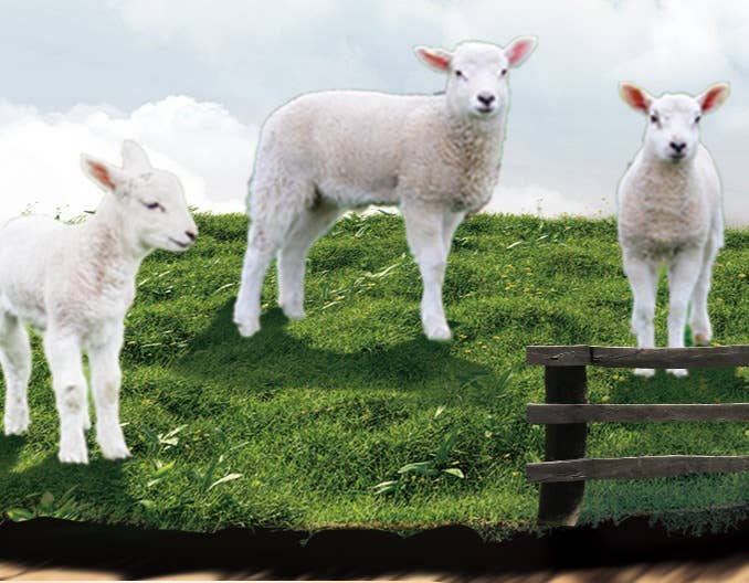 养羊必备8大药品，防病、消毒、冶疗，全靠它