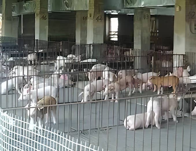 本周猪价反弹 五一假期或推动下周终端消费有所提升