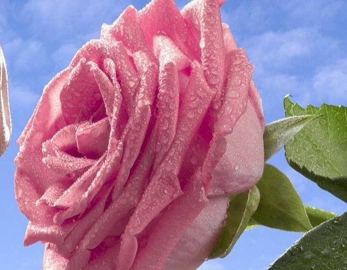 产前应激应该怎么处理