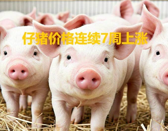 仔猪价格连续7周上涨 仔猪头均盈利赶超生猪