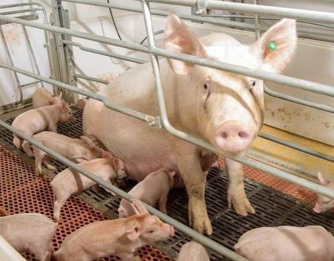 关于母猪发情复配的重要性