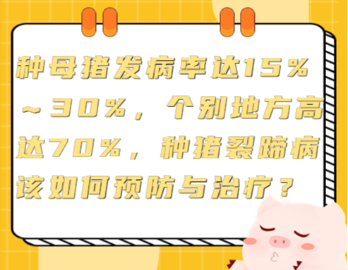种母猪发病率达15%～30%，个别地方高达70%，种猪裂蹄病该如何预防与治疗？
