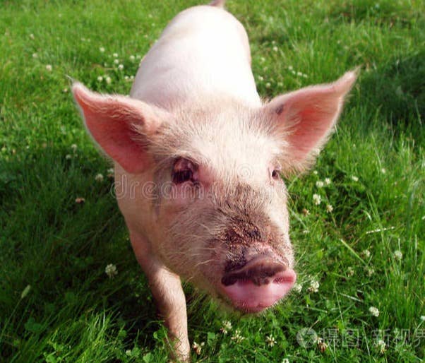 猪料产量下降，猪价或再攀高，聚焦农业50ETF(516...