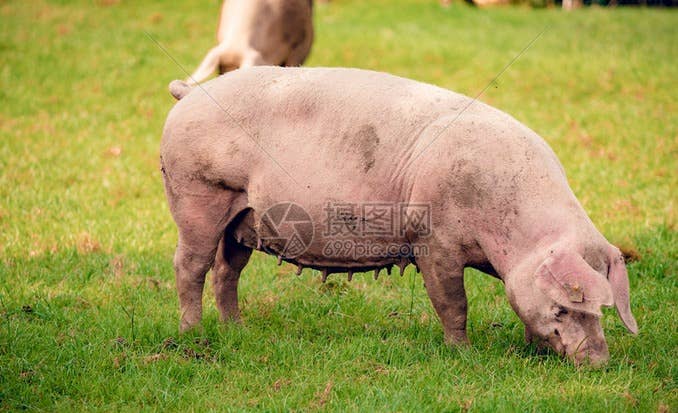 养猪掉膘怎么办？夏季不掉膘的养猪技术！