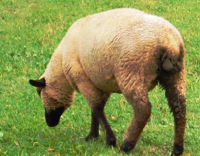 羊喂苏打几个好处