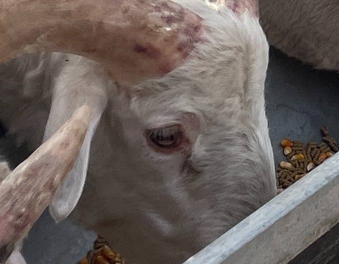 新手养羊：这7个基础常识你必须懂