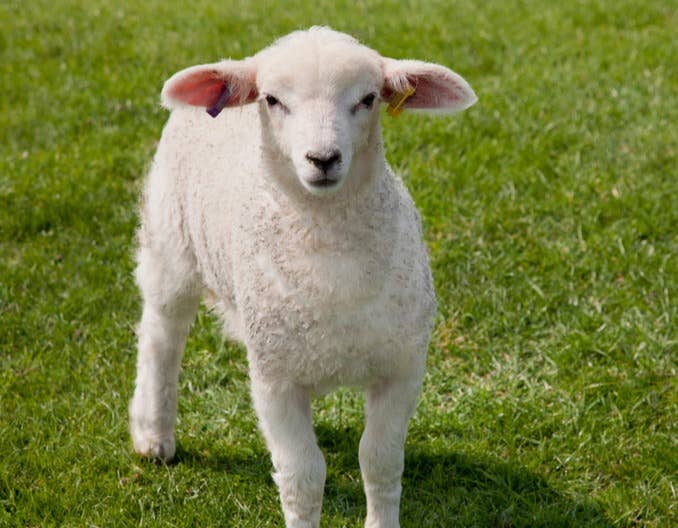 母羊下羔不用慌!记住经验伤亡少