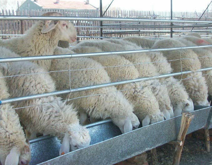 142种牛羊常见病及症状大全