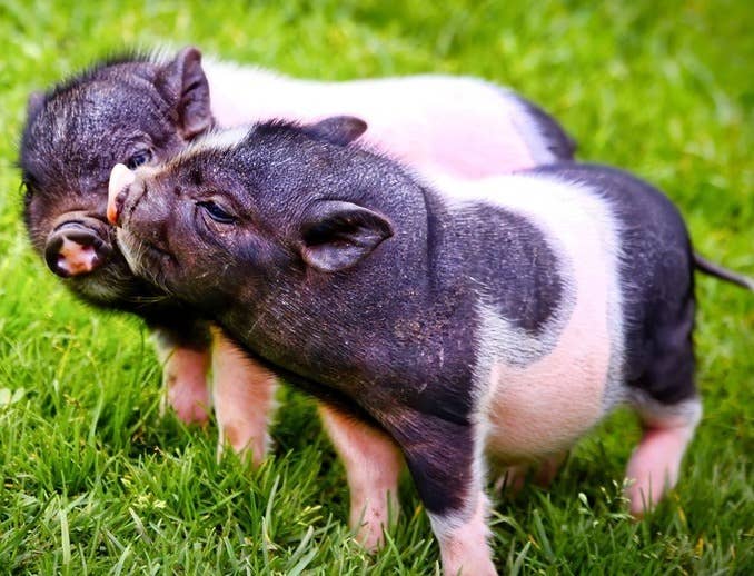 育肥猪群常用保健方案梳理